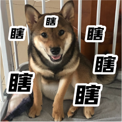 胡麻柴犬 messages sticker-2
