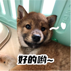 胡麻柴犬 messages sticker-7