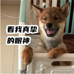 胡麻柴犬 messages sticker-1