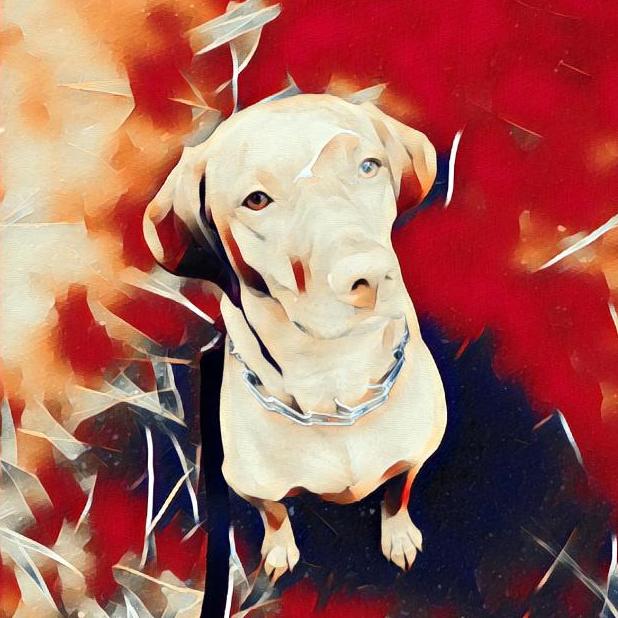 Vizsla Moji messages sticker-0