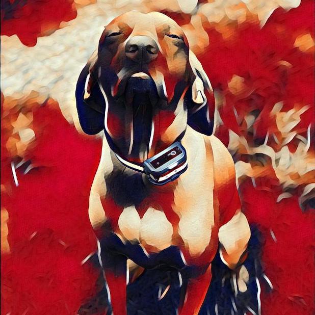 Vizsla Moji messages sticker-3
