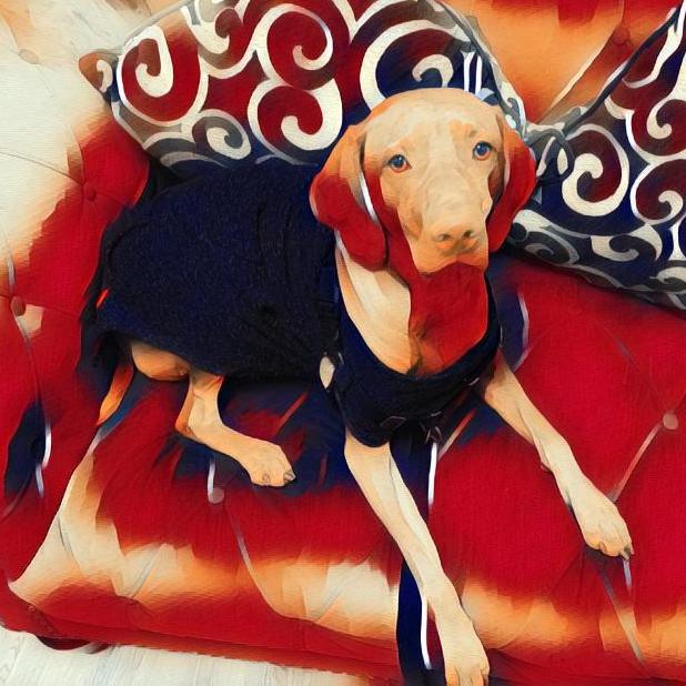 Vizsla Moji messages sticker-6