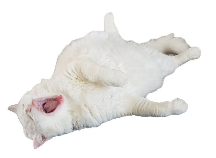 White Cat Stickers messages sticker-7