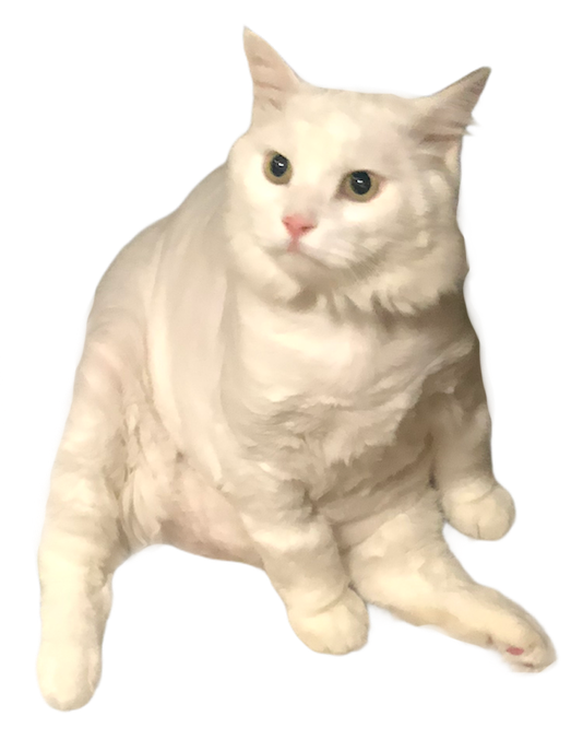 White Cat Stickers messages sticker-11