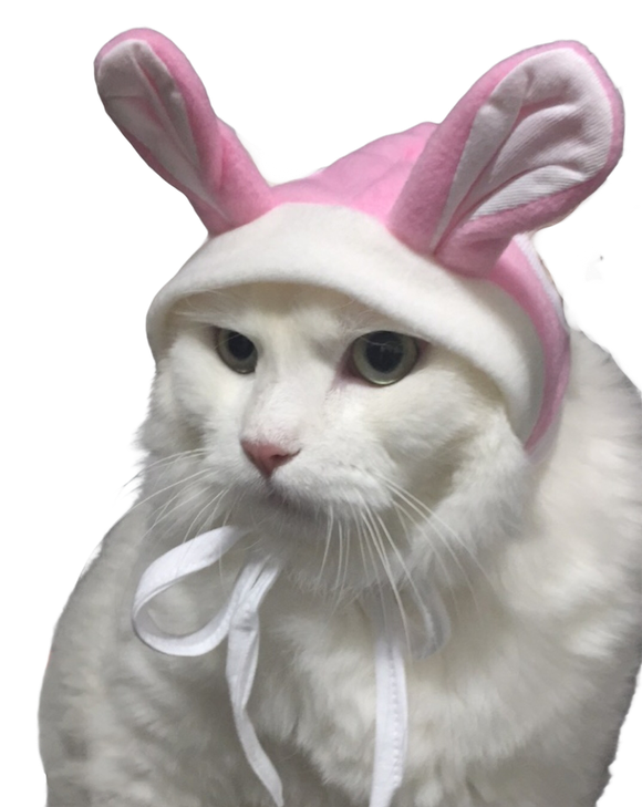 White Cat Stickers messages sticker-9
