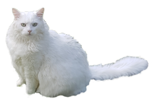 White Cat Stickers messages sticker-6