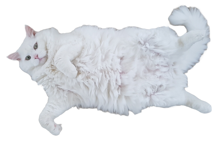 White Cat Stickers messages sticker-0
