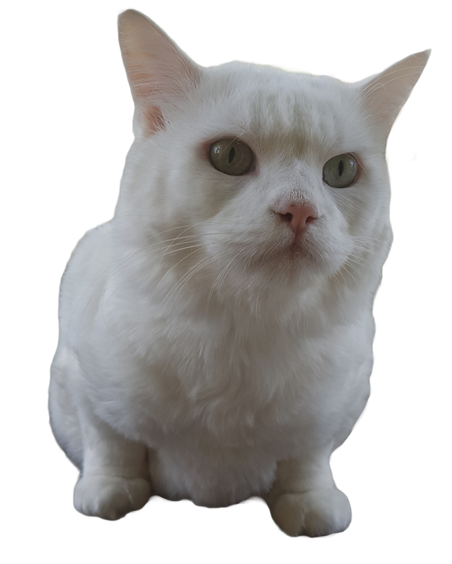 White Cat Stickers messages sticker-10