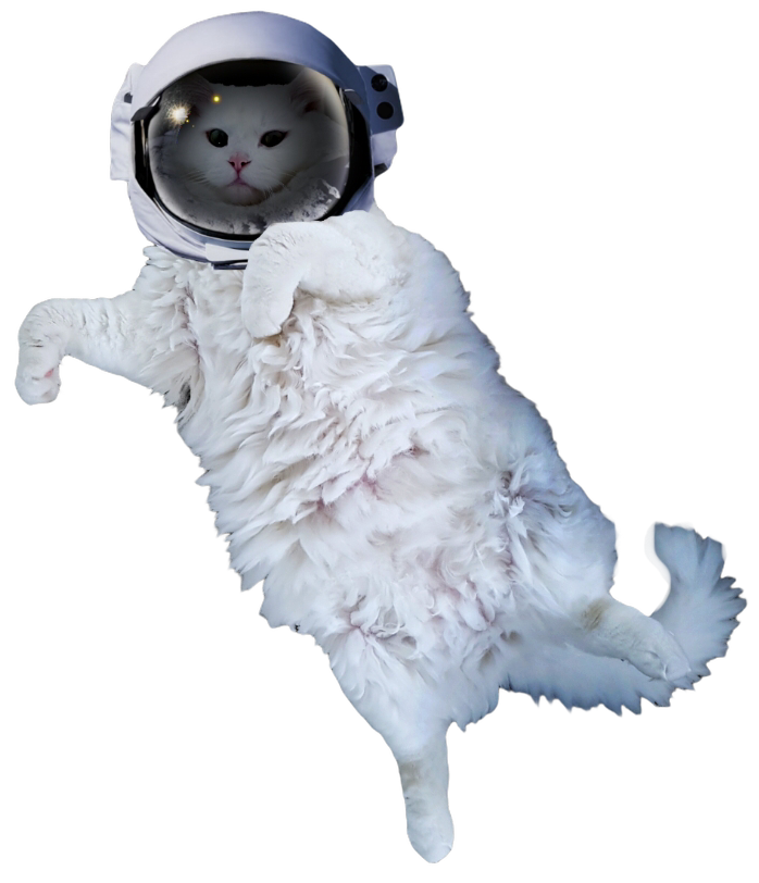 White Cat Stickers messages sticker-5