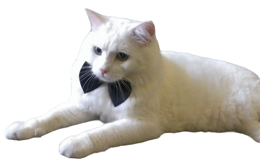White Cat Stickers messages sticker-2