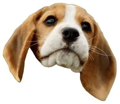 Beagle Quest messages sticker-9