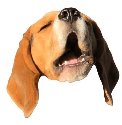 Beagle Quest messages sticker-8