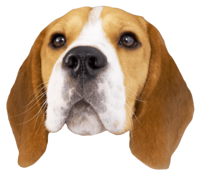Beagle Quest messages sticker-1