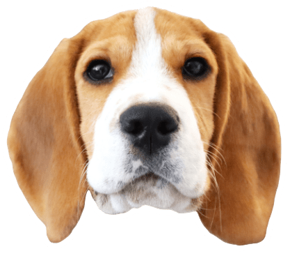 Beagle Quest messages sticker-3