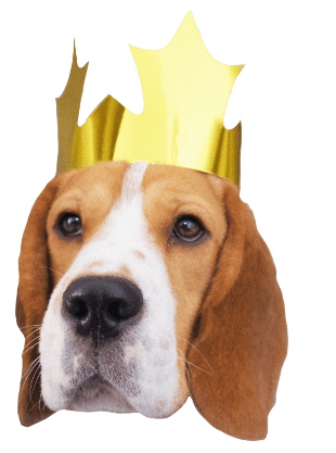 Beagle Quest messages sticker-5
