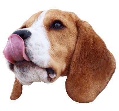Beagle Quest messages sticker-7