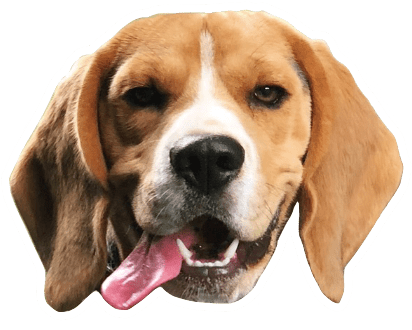 Beagle Quest messages sticker-0