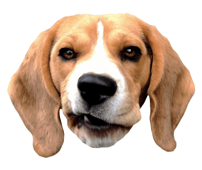 Beagle Quest messages sticker-4
