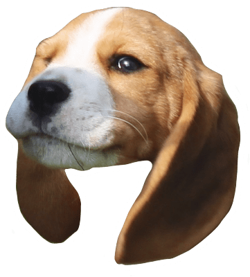 Beagle Quest messages sticker-11