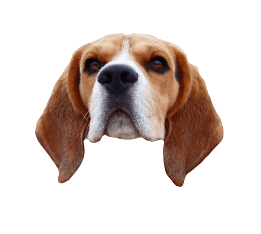 Beagle Quest messages sticker-10