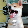 柴犬小鸡腿 messages sticker-6