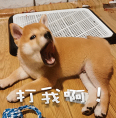 柴犬小鸡腿 messages sticker-2