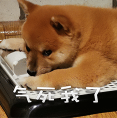 柴犬小鸡腿 messages sticker-7