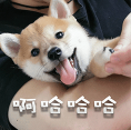 柴犬小鸡腿 messages sticker-5