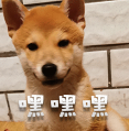 柴犬小鸡腿 messages sticker-9
