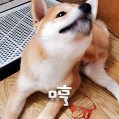 柴犬小鸡腿 messages sticker-10