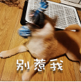 柴犬小鸡腿 messages sticker-0