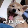 柴犬小鸡腿 messages sticker-11