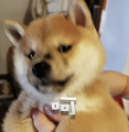 柴犬小鸡腿 messages sticker-8