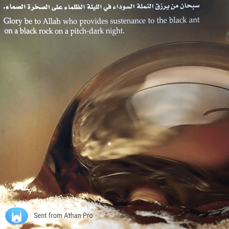 Athan Pro: Azan, Quran & Qibla messages sticker-0